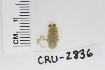 Media type: image;   Invertebrate Zoology CRU-2836 Description: Preserved specimen.;